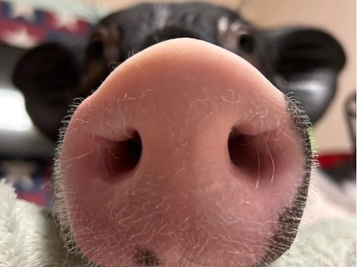 小学综合素质高频考点