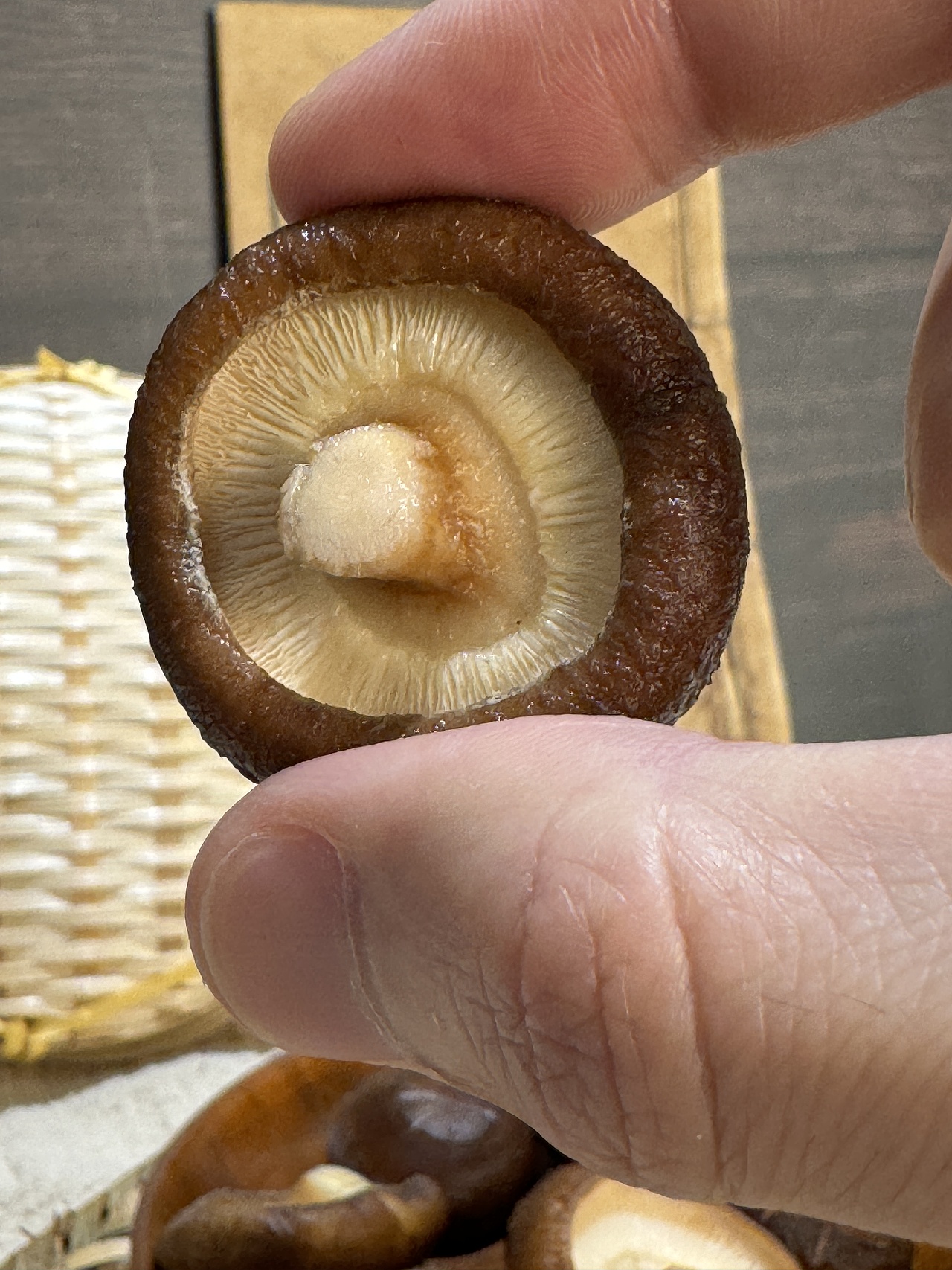 一组商业食用菌香菇金钱菇拍摄，版权所有，需要可联系（图ZMzc1NTQ5ODc2） - 美食摄影 - 站酷设计师大鱼的余原创素材 - 站酷ZCOOL