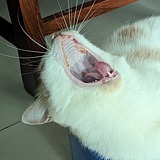 Palmer桑的头像