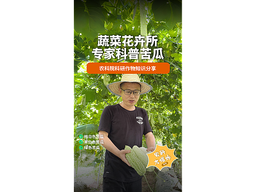 重庆市农科院专家科普视频-苦瓜专家