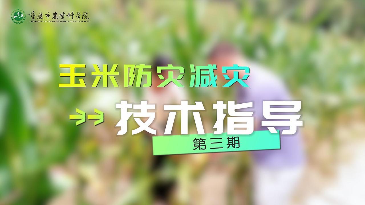 重庆市农科院玉米防灾减灾技术指导-第三期