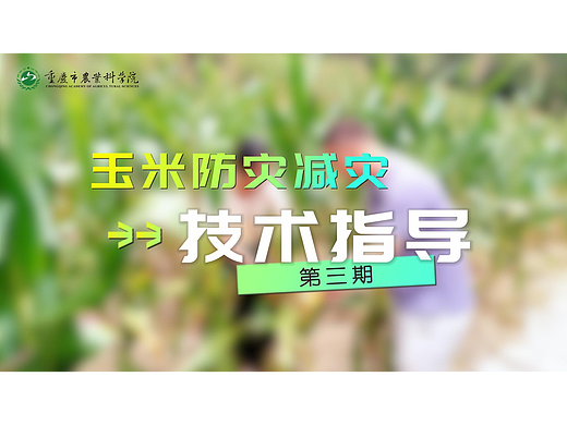 重庆市农科院玉米防灾减灾技术指导-第三期