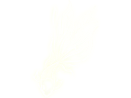 个人短视频作品