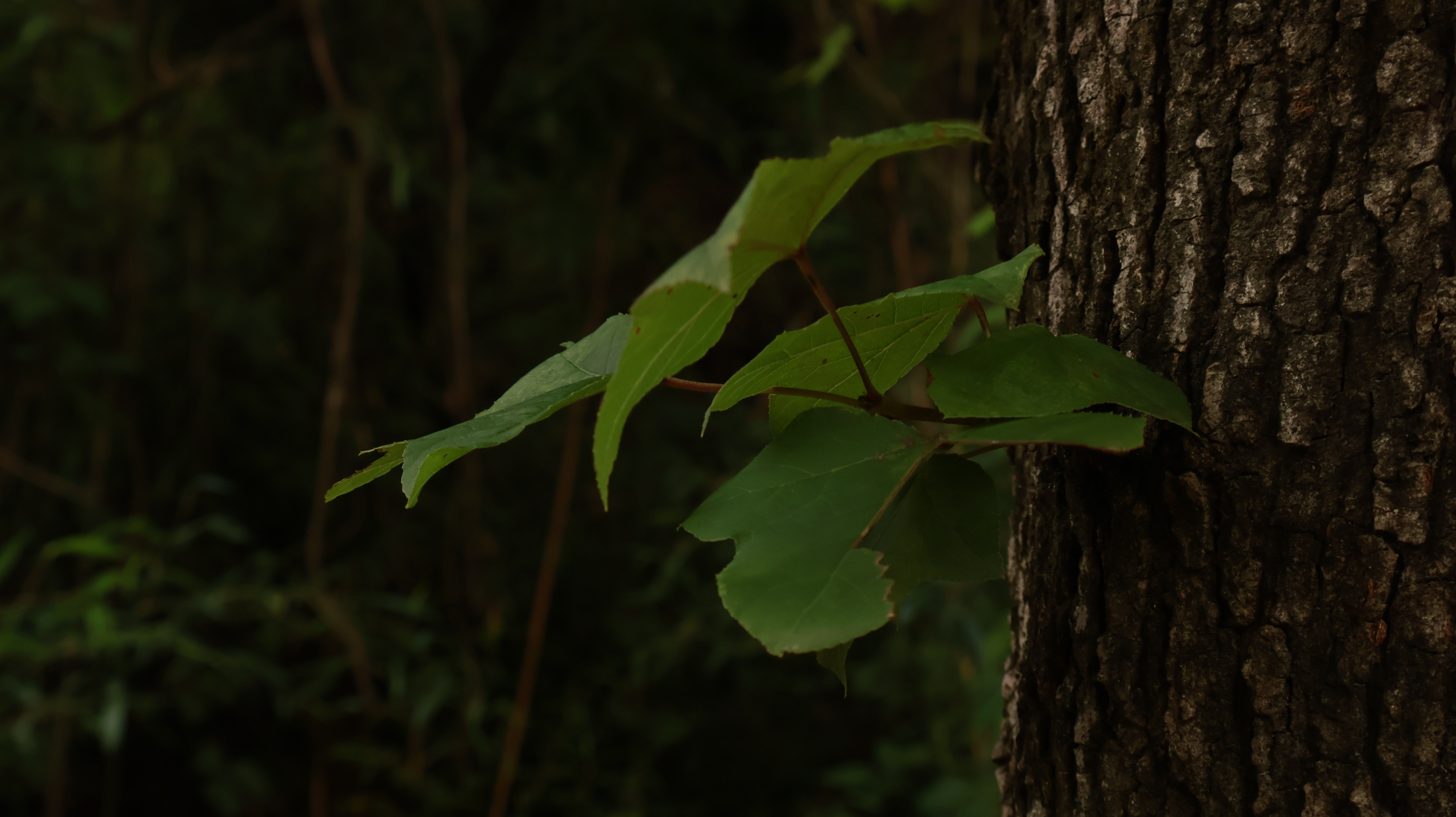 YA阿星的个人主页（封面预览） - 主页封面设置 - 站酷设计师YA阿星原创素材 - 站酷ZCOOL