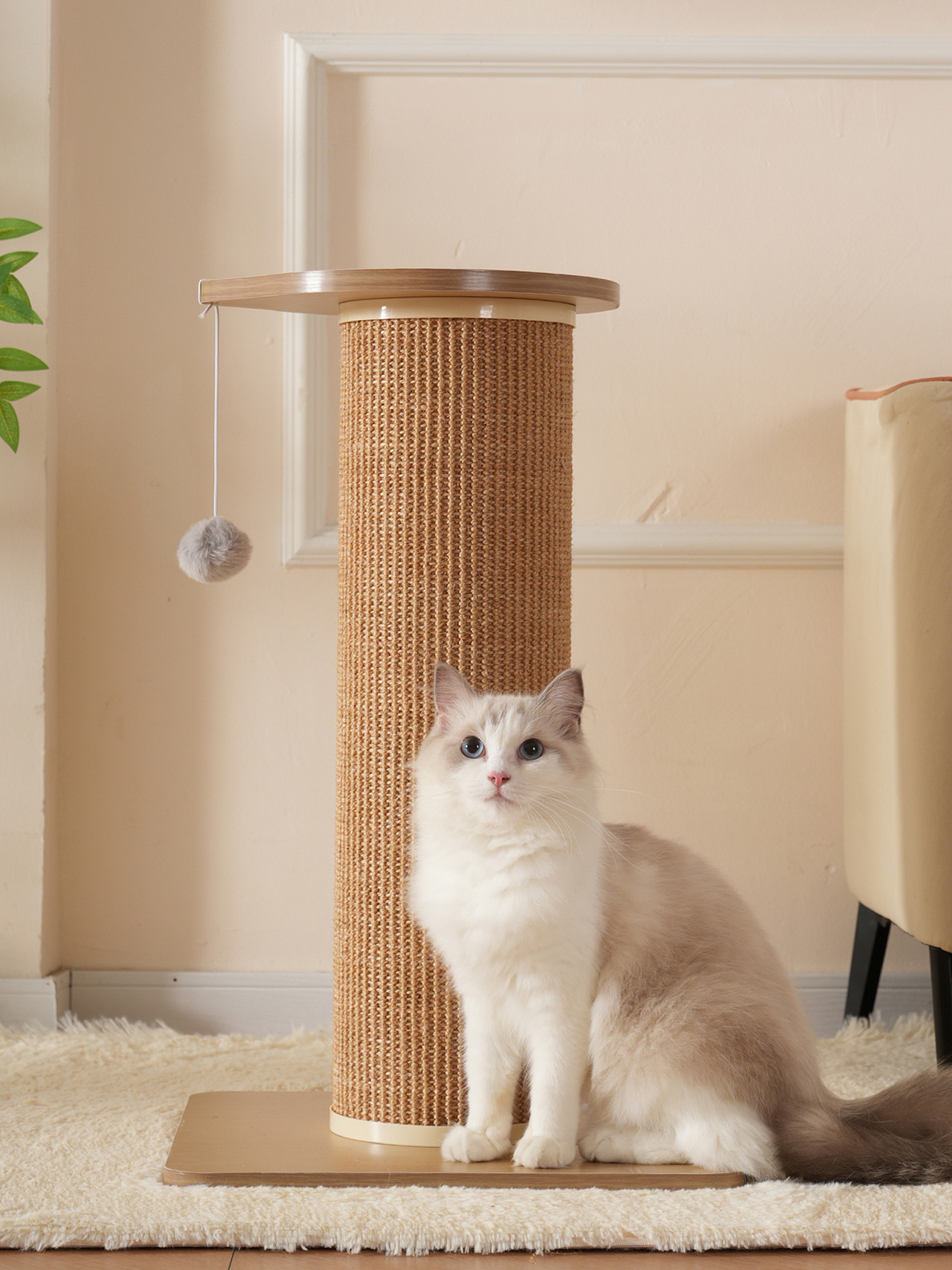 宠物猫产品摄影狗用品拍摄静物拍照视频主图亚马逊设计（图ZMzc1ODY4Mjk2） - 产品摄影 - 站酷设计师零晨视觉摄影原创素材 - 站酷ZCOOL