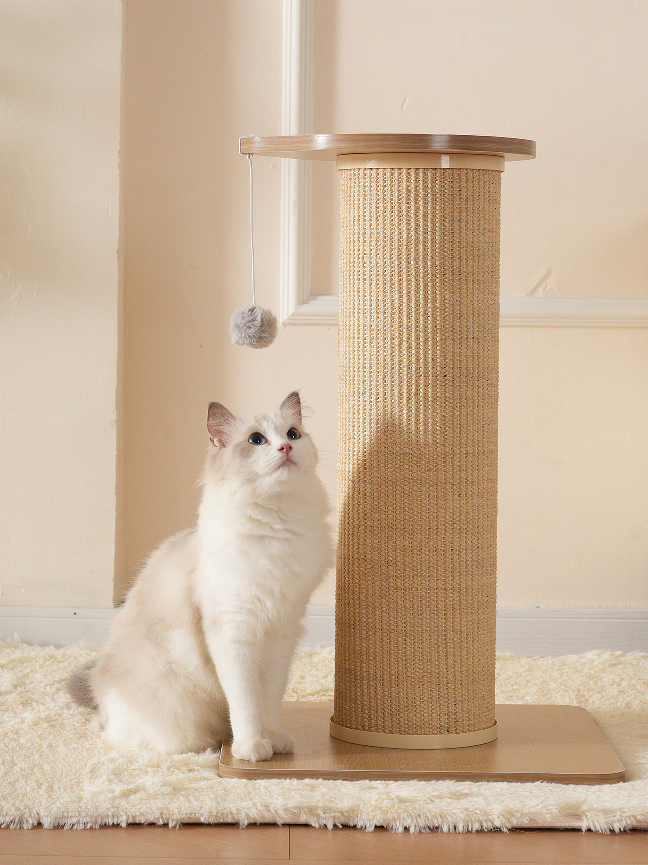 宠物猫产品摄影狗用品拍摄静物拍照视频主图亚马逊设计（图ZMzc1ODY4MzA0） - 产品摄影 - 站酷设计师零晨视觉摄影原创素材 - 站酷ZCOOL