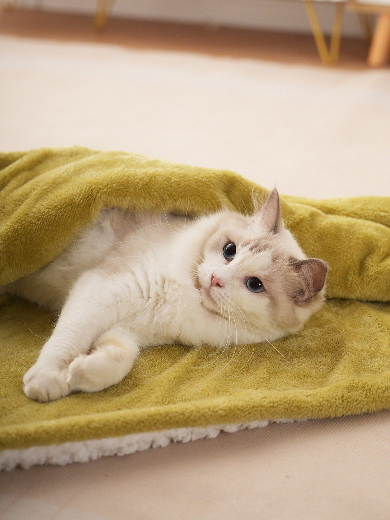 宠物猫产品摄影狗用品拍摄静物拍照视频主图亚马逊设计（图ZMzc1ODY4MzIw） - 产品摄影 - 站酷设计师零晨视觉摄影原创素材 - 站酷ZCOOL