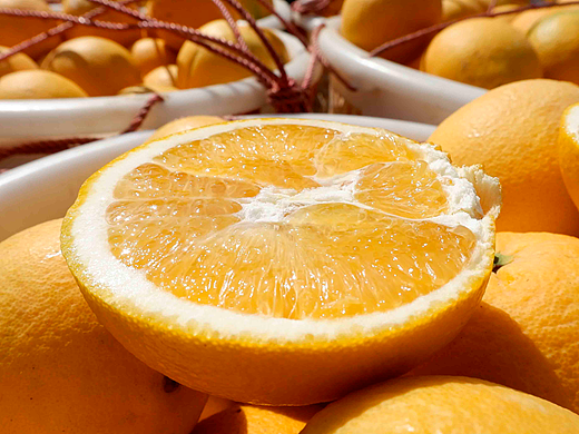 赣南脐橙水果拍摄