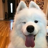 JoyceOneOfTheKin的头像