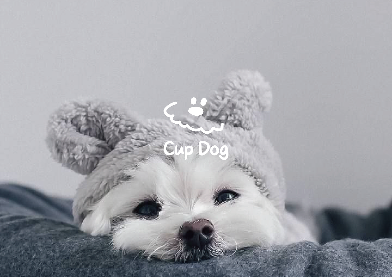 CUPDOG卡普岛 宠物店品牌全案 VI设计（图ZMzc2MDgzODc2） - 品牌 - 站酷设计师诗迪原创素材 - 站酷ZCOOL