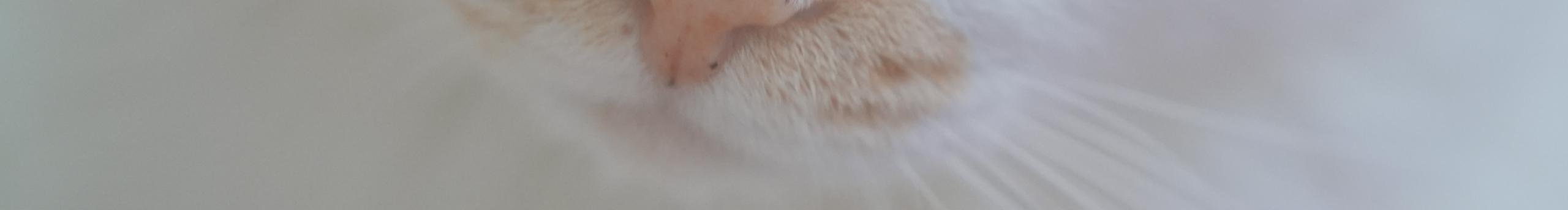 蜘蛛Sissi的個人主頁（封面預(yù)覽） - 主頁封面設(shè)置 - 站酷設(shè)計師蜘蛛Sissi原創(chuàng)素材 - 站酷ZCOOL