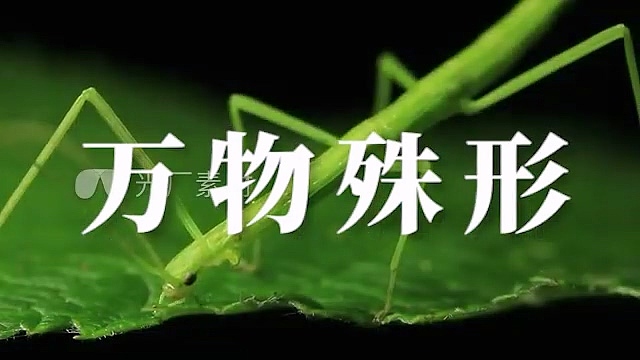 【剪辑】一条没剪完的片子