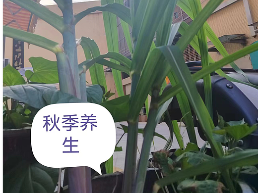 秋季养生秘籍:牢记八大要点!