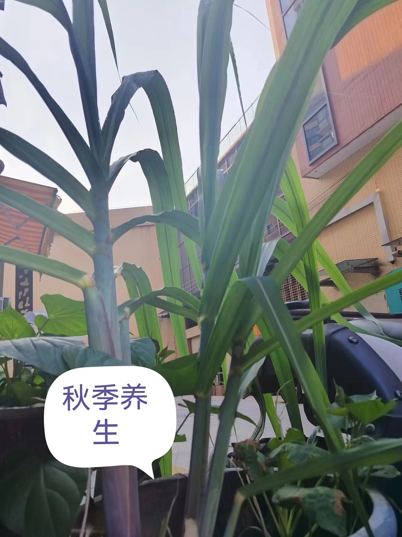 秋季养生秘籍:牢记八大要点!(图ZMzc2MzExOTU2) - 其他 - 站酷设计师日常养生原创素材 - 站酷ZCOOL