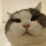 香菜拌饭包装设计的头像