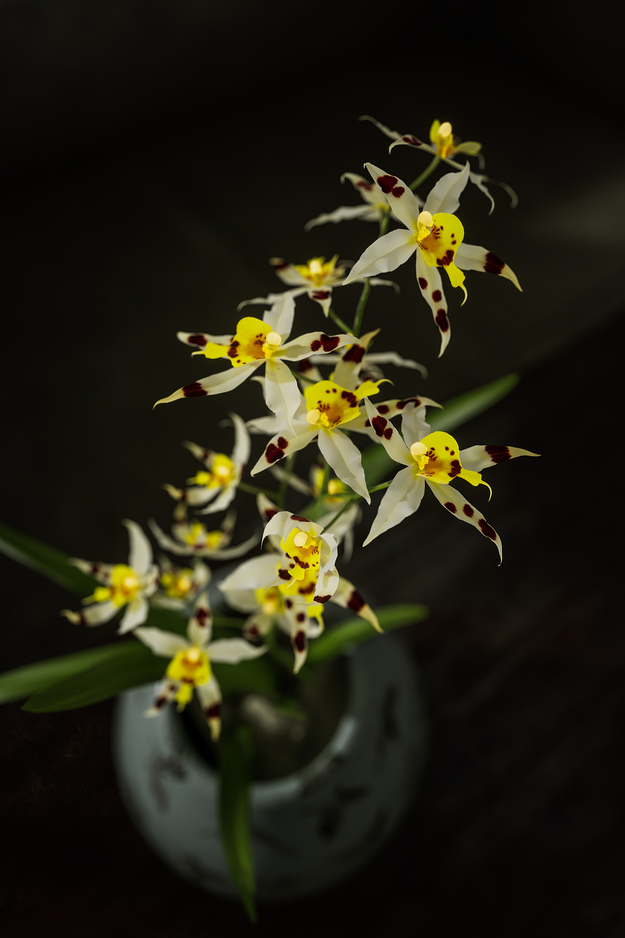 静物之花·渲染（图ZMzc2NTU1NTc2） - 场景 - 站酷设计师林大蛋原创素材 - 站酷ZCOOL