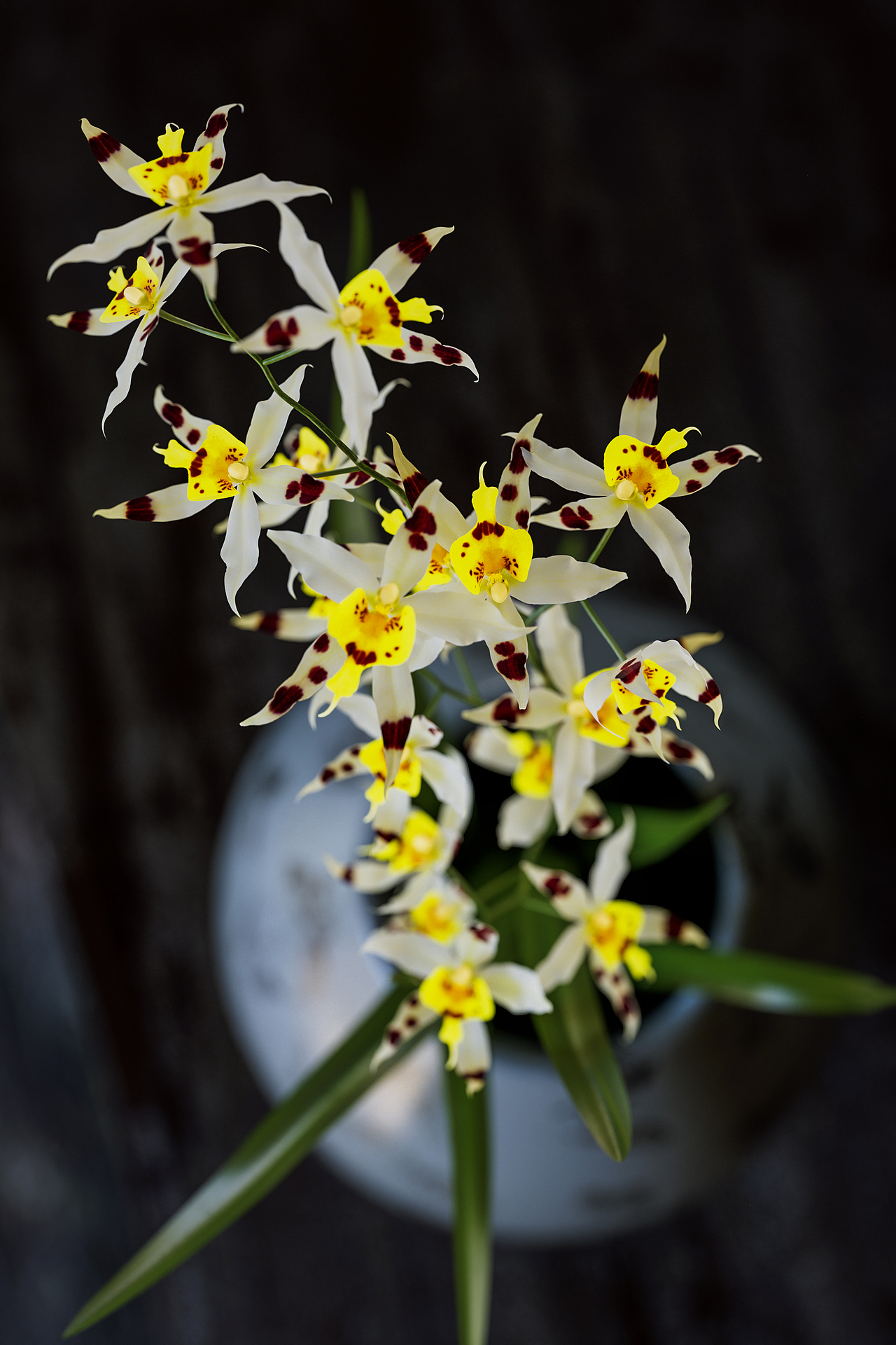 静物之花·渲染（图ZMzc2NTU1NTgw） - 场景 - 站酷设计师林大蛋原创素材 - 站酷ZCOOL