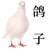 老合鸟子的头像