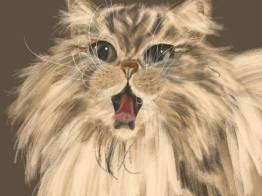 猫手绘插画