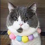 西瓜有猫的头像