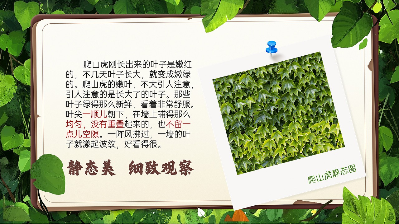 小学公开课课件《爬山虎的脚》