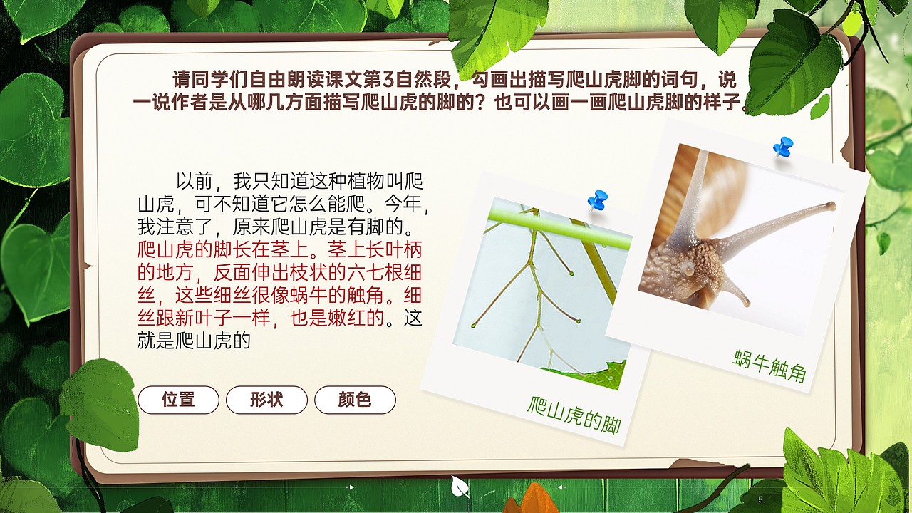 小学公开课课件《爬山虎的脚》