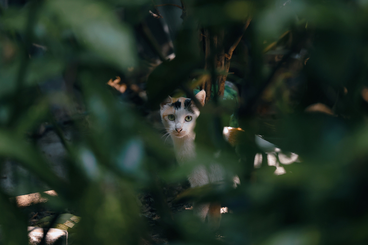 西湖的猫（图ZMzc2NjY1OTYw） - 宠物摄影 - 站酷设计师摄影师城凍原创素材 - 站酷ZCOOL