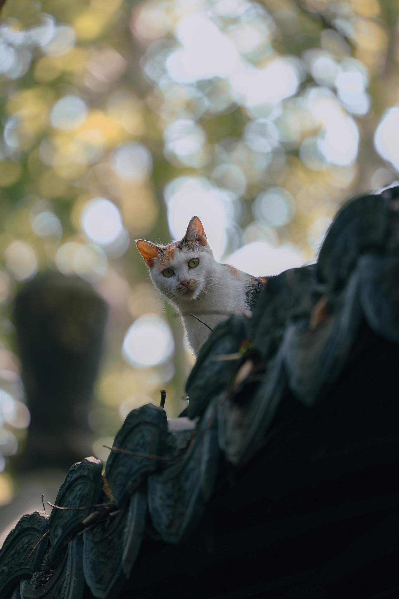 西湖的猫（图ZMzc2NjY2MDg4） - 宠物摄影 - 站酷设计师摄影师城凍原创素材 - 站酷ZCOOL