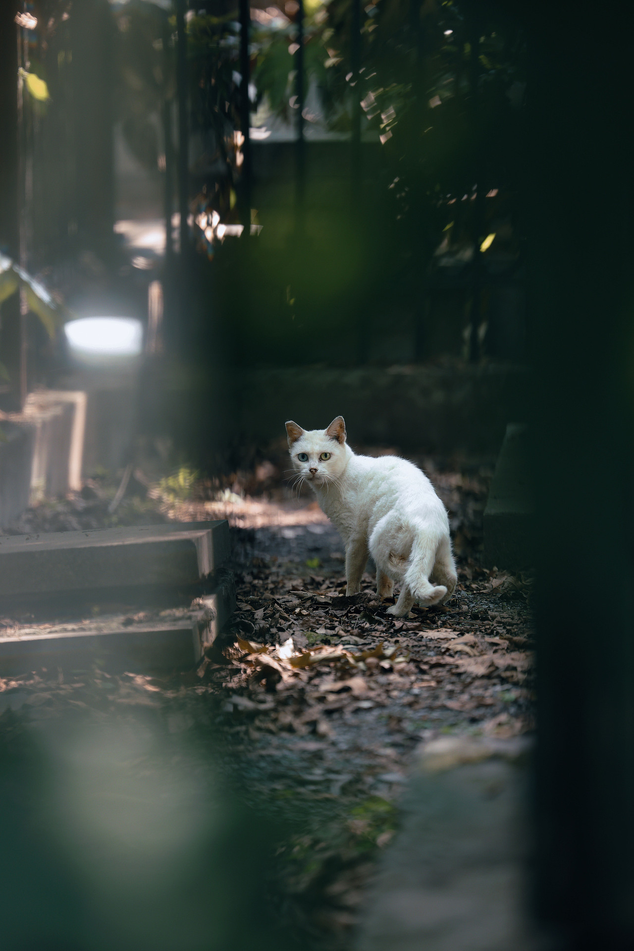 西湖的猫（图ZMzc2NjY1OTc2） - 宠物摄影 - 站酷设计师摄影师城凍原创素材 - 站酷ZCOOL