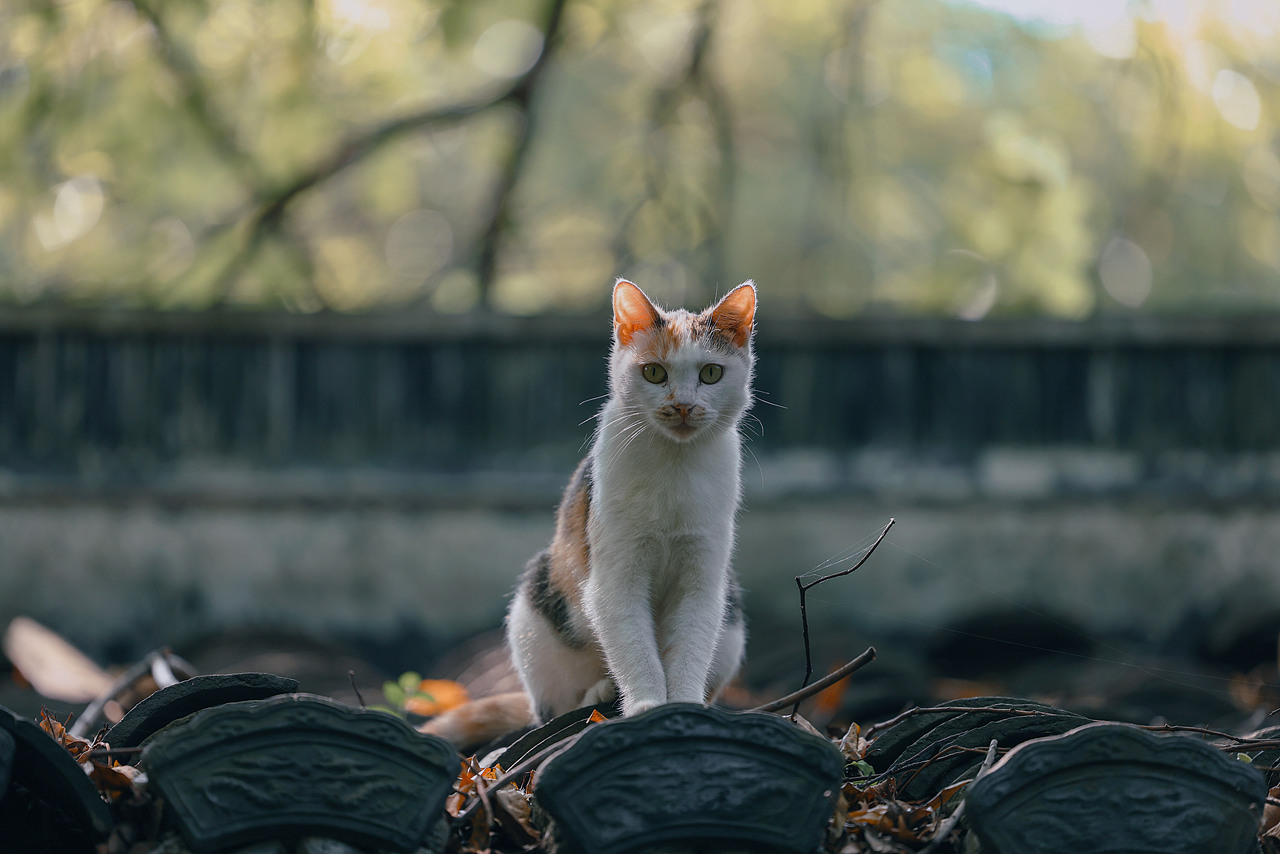 西湖的猫（图ZMzc2NjY1OTA0） - 宠物摄影 - 站酷设计师摄影师城凍原创素材 - 站酷ZCOOL