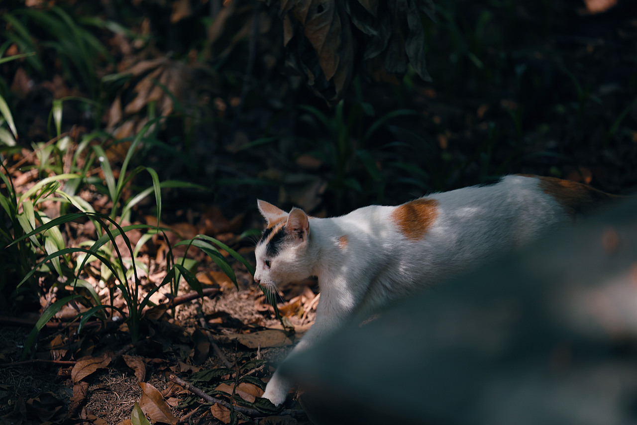 西湖的猫（图ZMzc2NjY1OTUy） - 宠物摄影 - 站酷设计师摄影师城凍原创素材 - 站酷ZCOOL