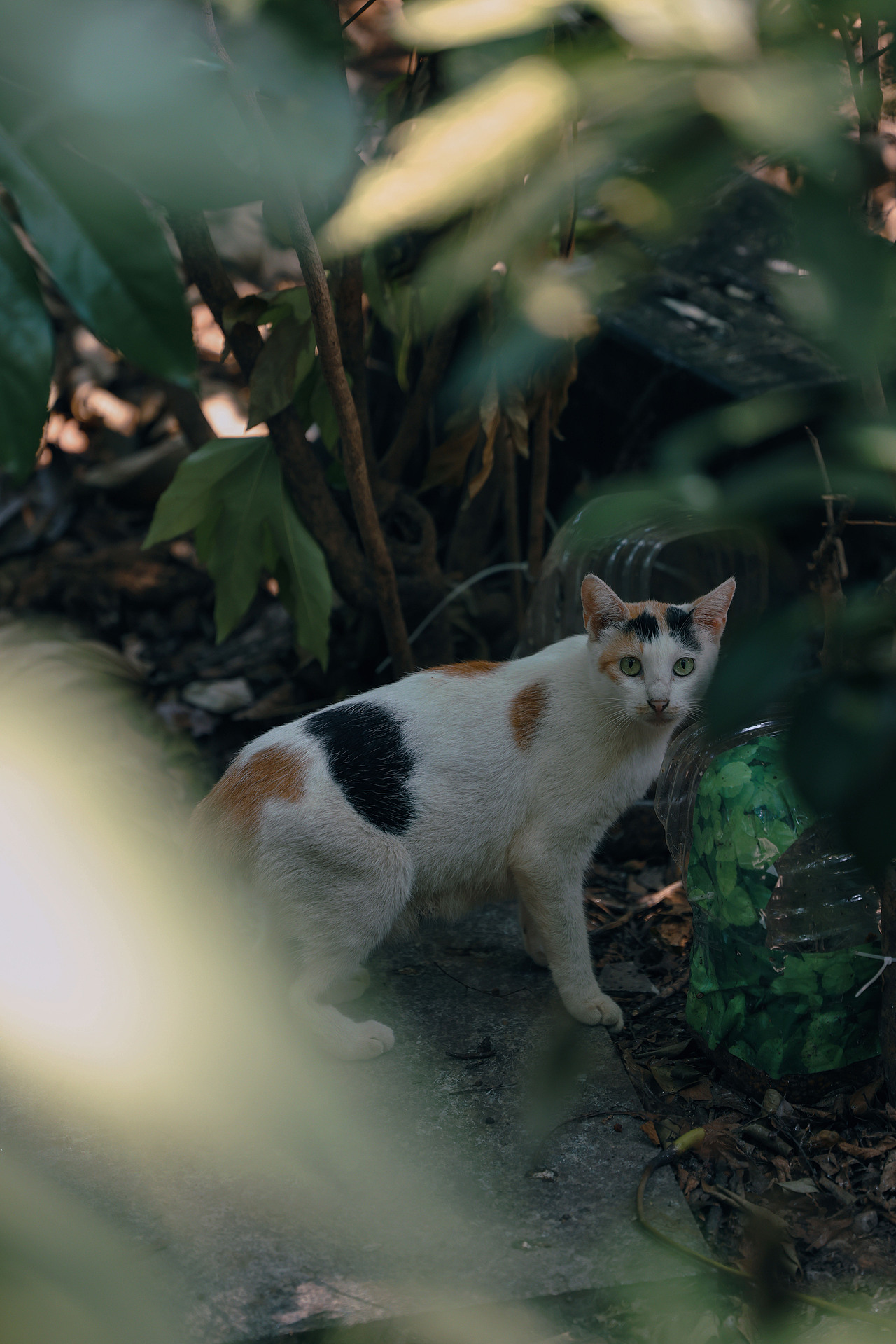 西湖的猫（图ZMzc2NjY1OTIw） - 宠物摄影 - 站酷设计师摄影师城凍原创素材 - 站酷ZCOOL