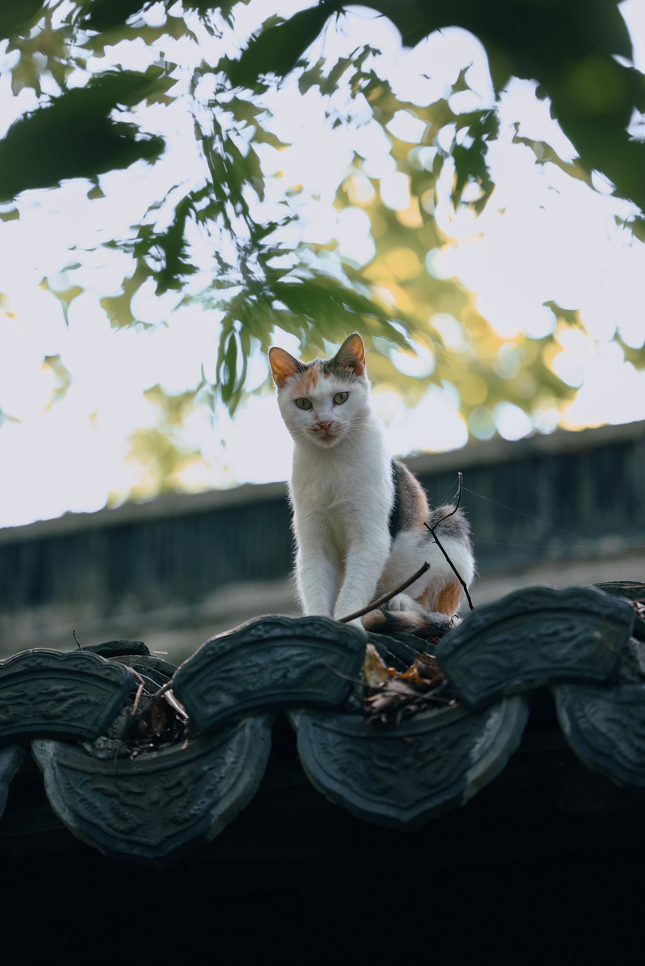 西湖的猫（图ZMzc2NjY2MDY4） - 宠物摄影 - 站酷设计师摄影师城凍原创素材 - 站酷ZCOOL