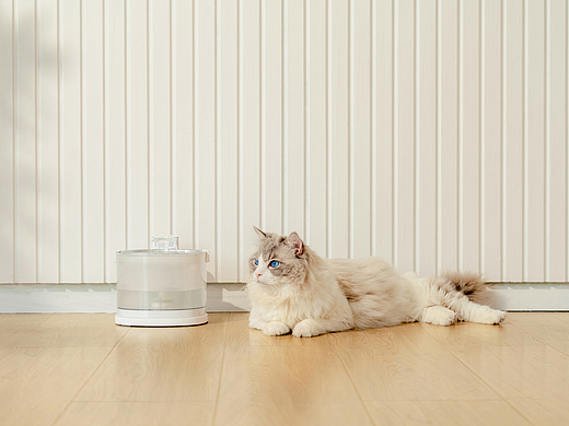 阿貓阿狗阿剛（個人主頁-ZNzAzNjM4NjQ=） - 寵物攝影 - 站酷設(shè)計師Riven_xxx原創(chuàng)素材 - 站酷ZCOOL