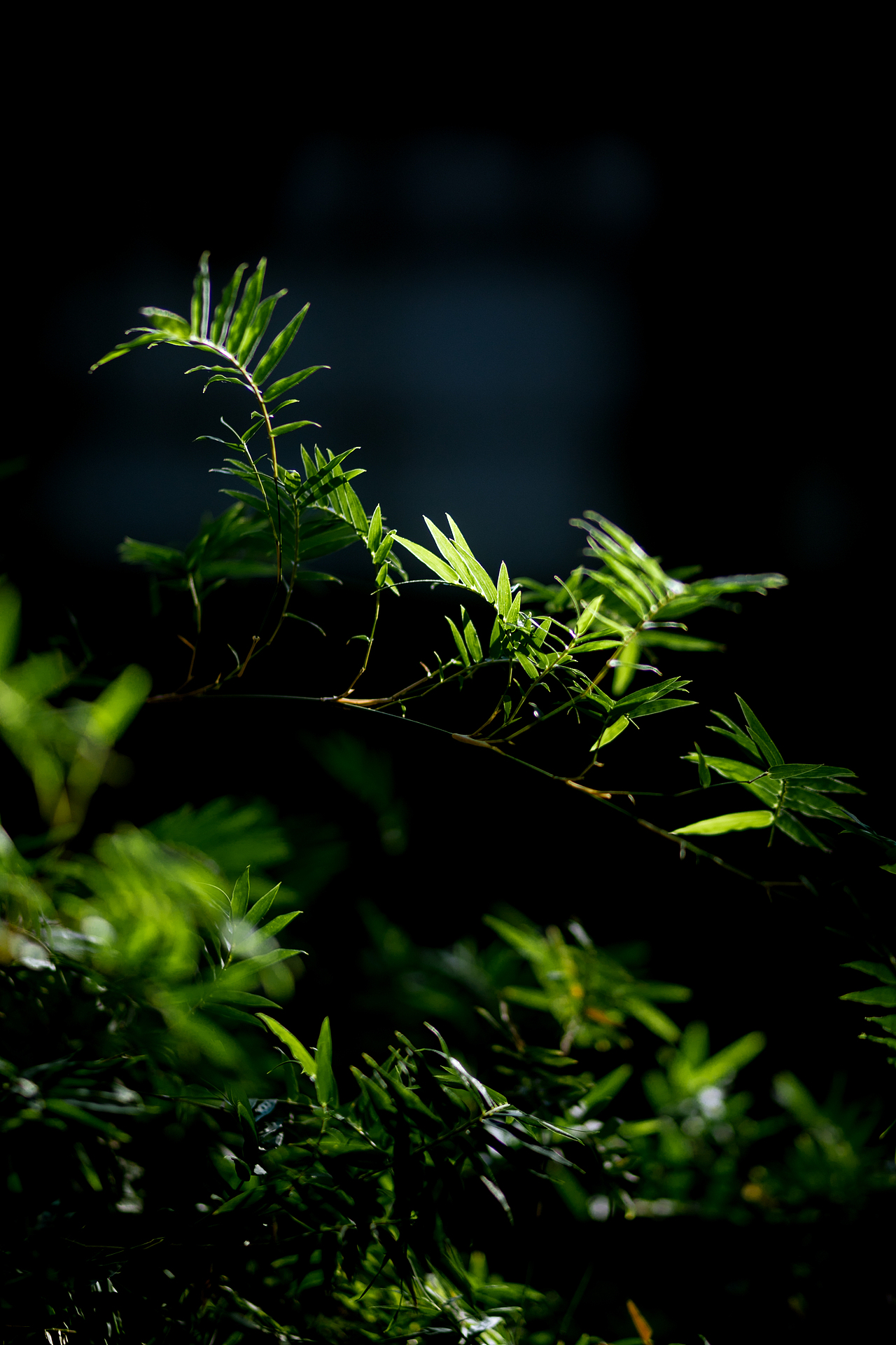 莫向外求,初秋法喜寺的一抹浓绿