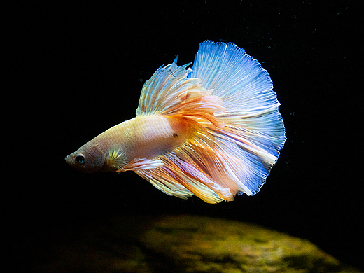 斗鱼
