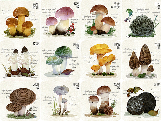 云南野生食用菌文创插画与设计