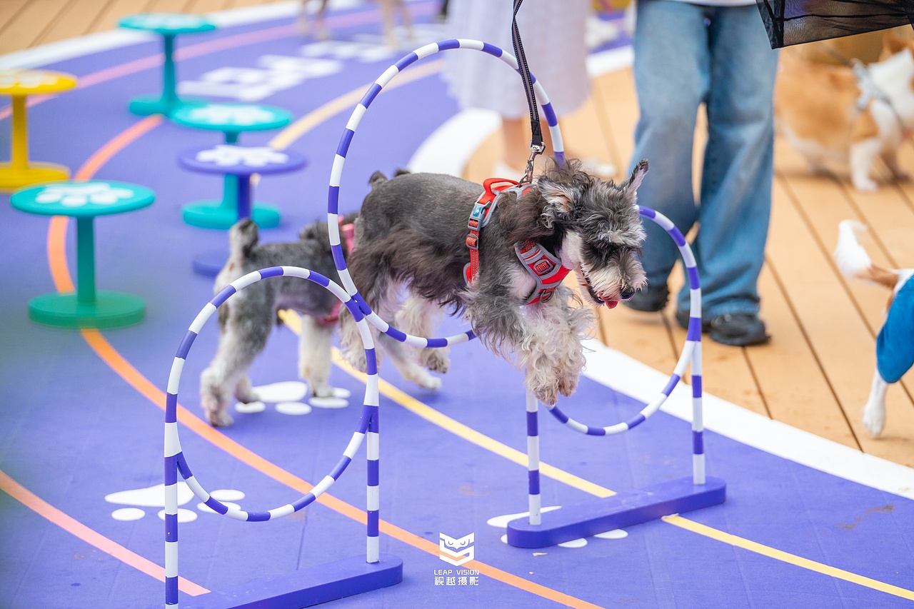 广州天环广场宠物乐园抓拍