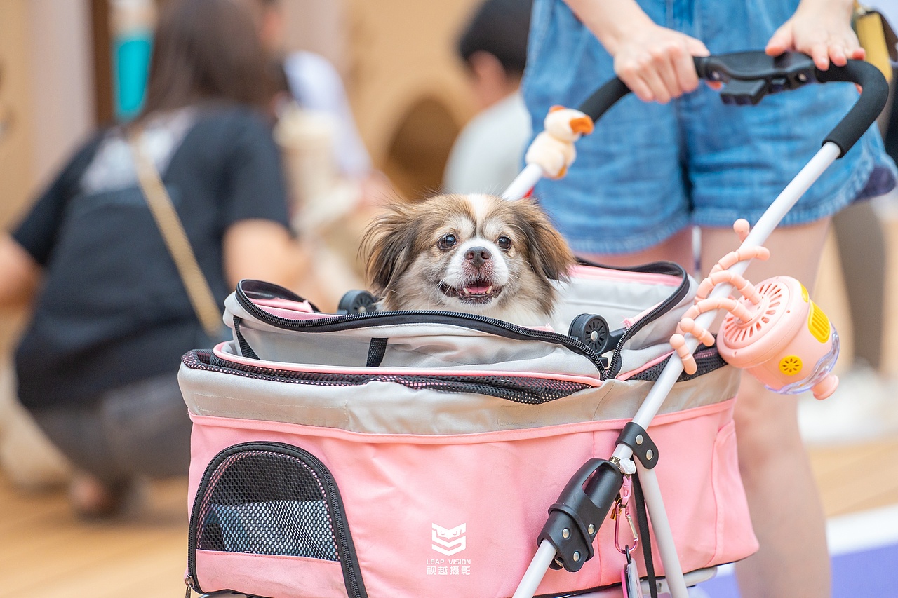 广州天环广场宠物乐园抓拍