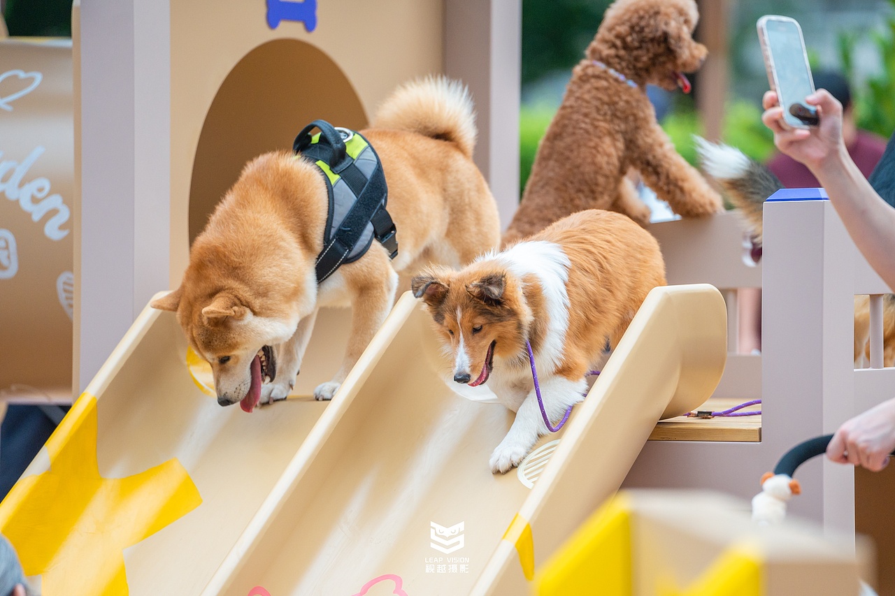 广州天环广场宠物乐园抓拍