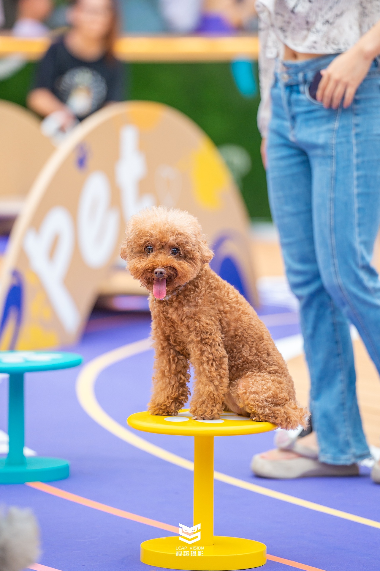 广州天环广场宠物乐园抓拍