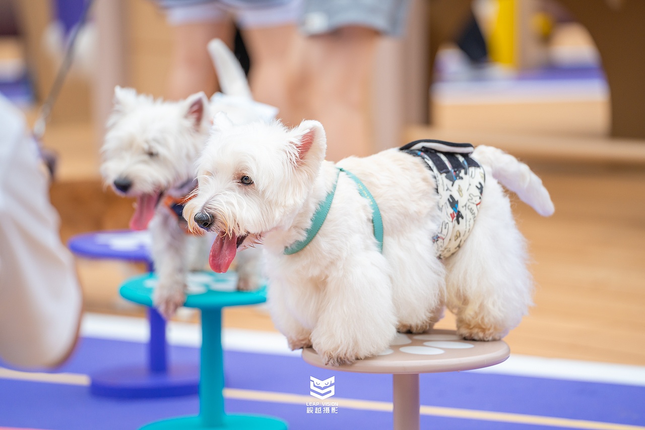 广州天环广场宠物乐园抓拍