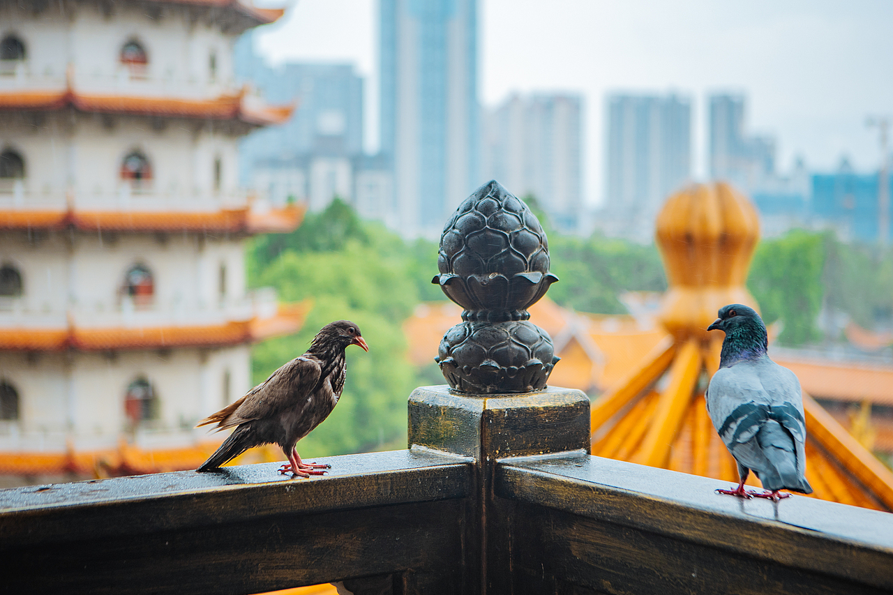 福州市西禅寺（图ZMzc2ODgyMTQ0） - 环境/建筑摄影 - 站酷设计师商业配图原创素材 - 站酷ZCOOL