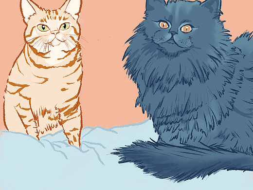 猫