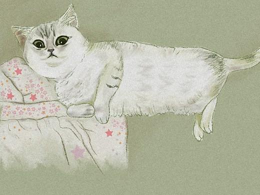 猫