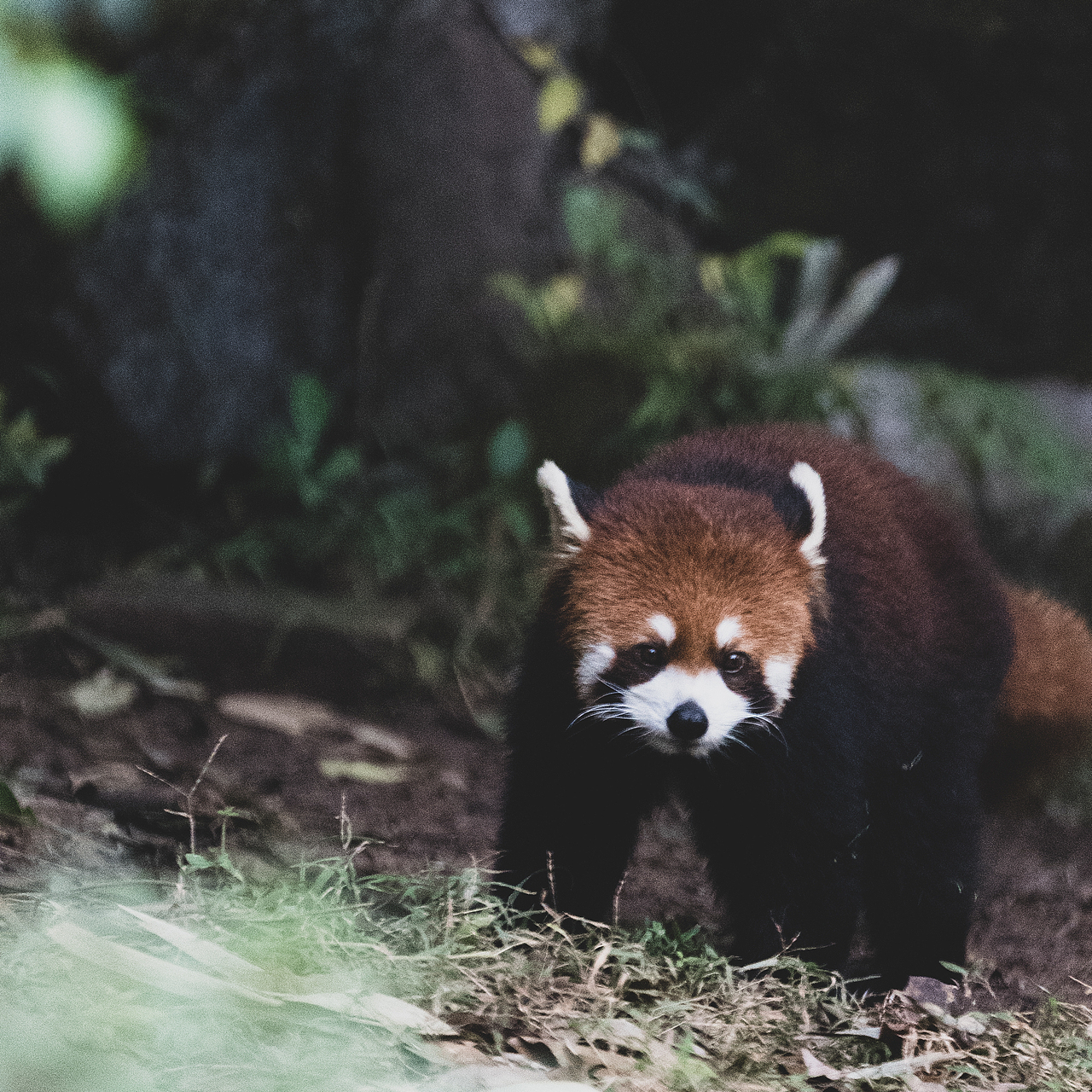 成都采风—成都大熊猫基地