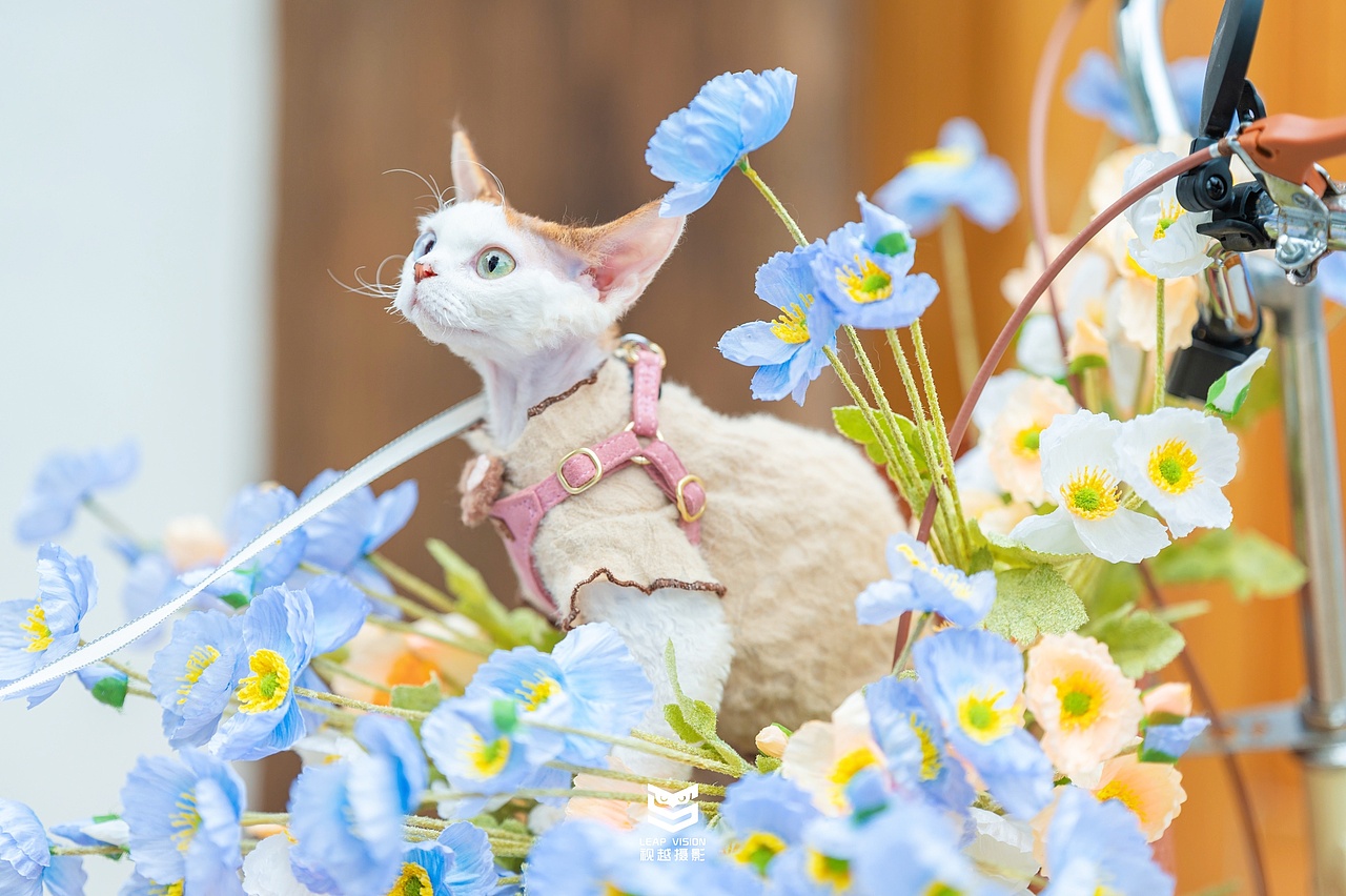 德文貓寫真（圖ZMzc3MTAyNjE2） - 寵物攝影 - 站酷設(shè)計師小樣攝影原創(chuàng)素材 - 站酷ZCOOL