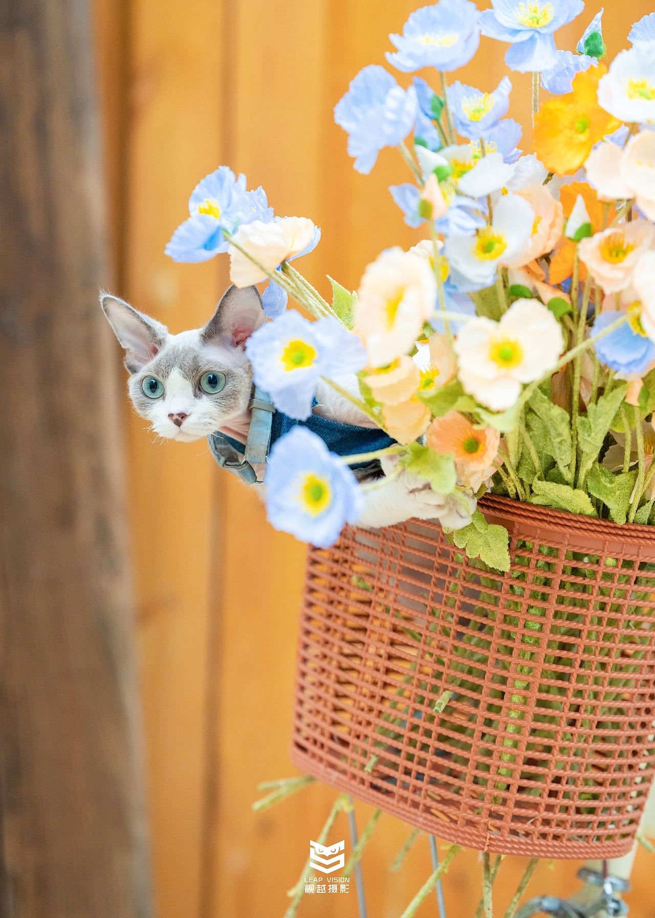 德文貓寫真（圖ZMzc3MTAyNjMy） - 寵物攝影 - 站酷設(shè)計師小樣攝影原創(chuàng)素材 - 站酷ZCOOL