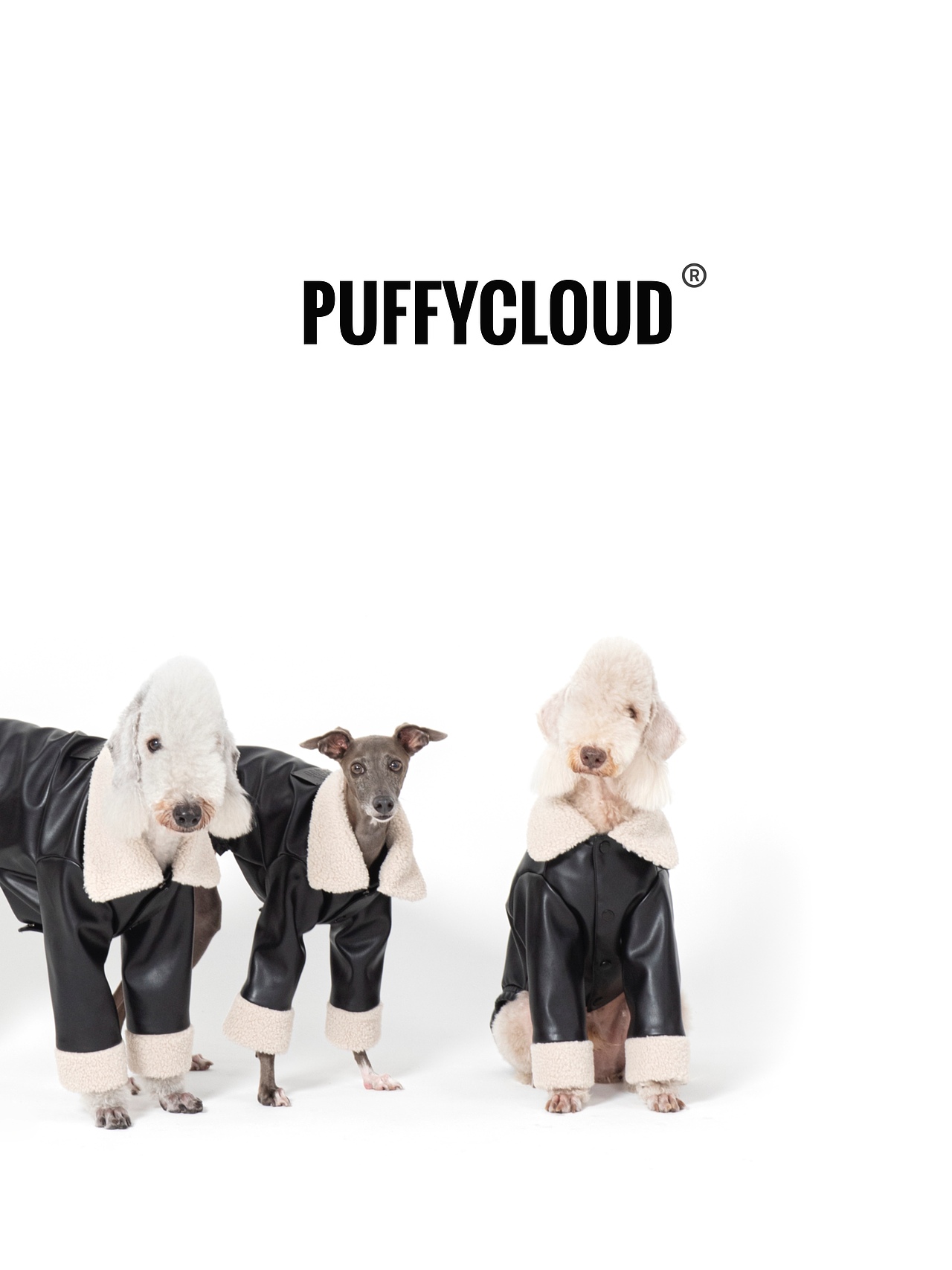 PUFFYCLOUD 宠物服饰拍摄（图ZMzc3MTA0Nzcy） - 产品摄影 - 站酷设计师如月摄影原创素材 - 站酷ZCOOL