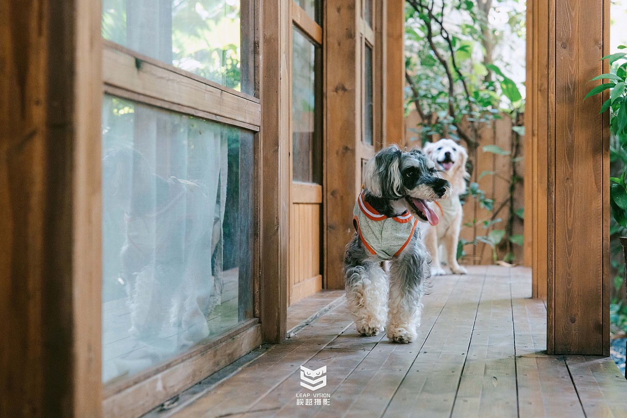 日式庭园人宠写真